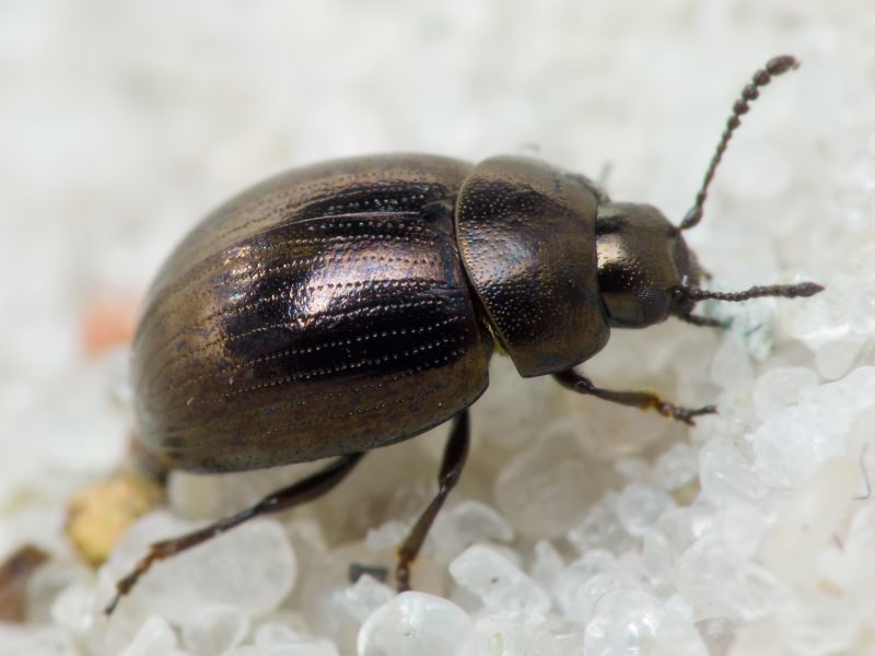 Neophaedon pyritosus (Rossi, 1792)